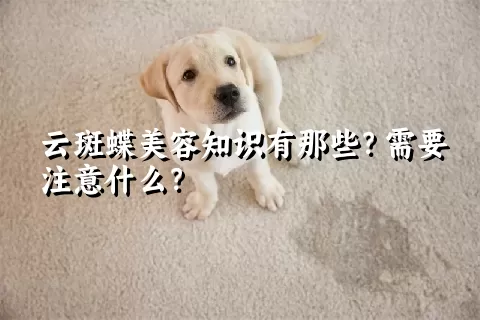 云斑蝶美容知识有那些？需要注意什么？