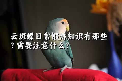 云斑蝶日常锻炼知识有那些？需要注意什么？