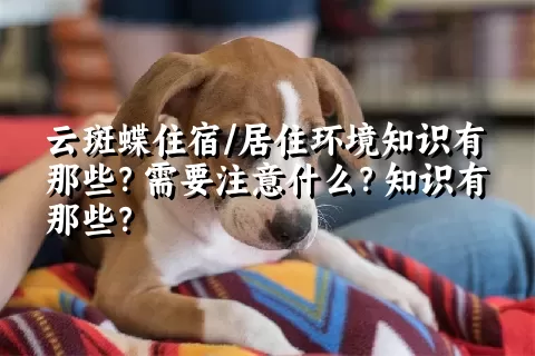 云斑蝶住宿/居住环境知识有那些？需要注意什么？知识有那些？