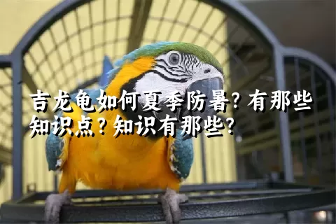 吉龙龟如何夏季防暑？有那些知识点？知识有那些？