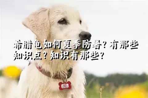 希腊龟如何夏季防暑？有那些知识点？知识有那些？