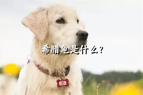 希腊龟是什么？