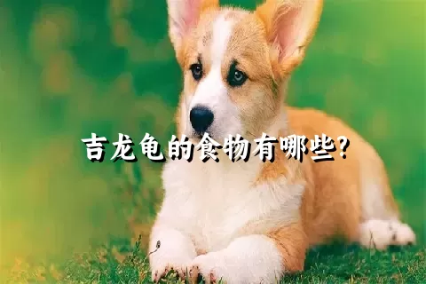 吉龙龟的食物有哪些?