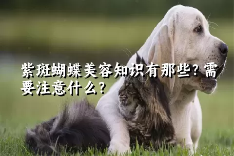 紫斑蝴蝶美容知识有那些？需要注意什么？