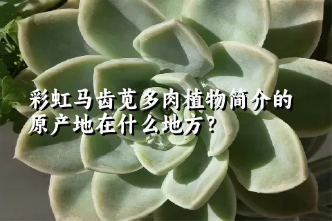 彩虹马齿苋多肉植物简介的原产地在什么地方？