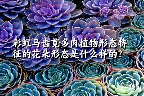 彩虹马齿苋多肉植物形态特征的花朵形态是什么样的？