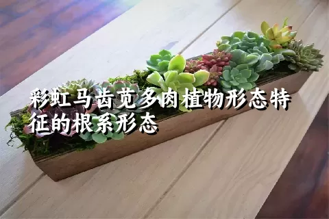 彩虹马齿苋多肉植物形态特征的根系形态