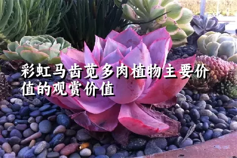 彩虹马齿苋多肉植物主要价值的观赏价值