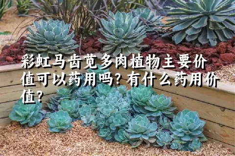 彩虹马齿苋多肉植物主要价值可以药用吗？有什么药用价值？