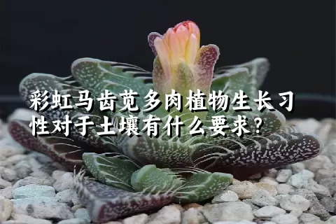 彩虹马齿苋多肉植物生长习性对于土壤有什么要求？	