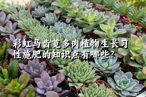 彩虹马齿苋多肉植物生长习性施肥的知识点有哪些？	