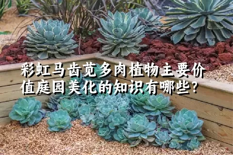 彩虹马齿苋多肉植物主要价值庭园美化的知识有哪些？