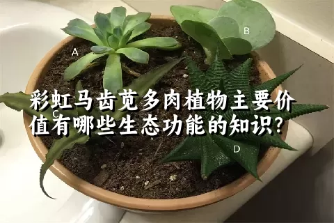 彩虹马齿苋多肉植物主要价值有哪些生态功能的知识？