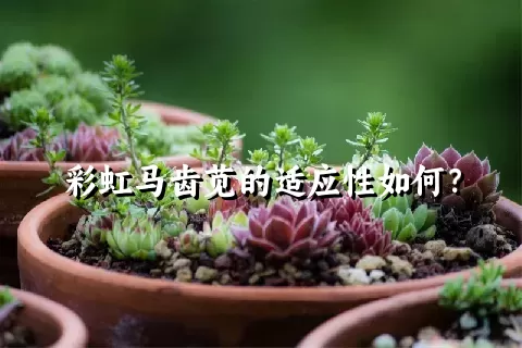 彩虹马齿苋的适应性如何？