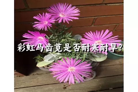 彩虹马齿苋是否耐寒耐旱？