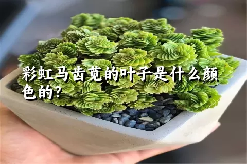 彩虹马齿苋的叶子是什么颜色的？