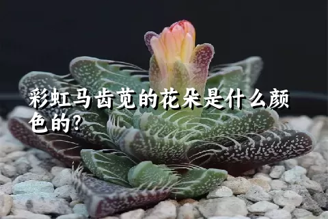 彩虹马齿苋的花朵是什么颜色的？