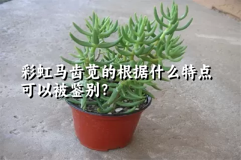 彩虹马齿苋的根据什么特点可以被鉴别？