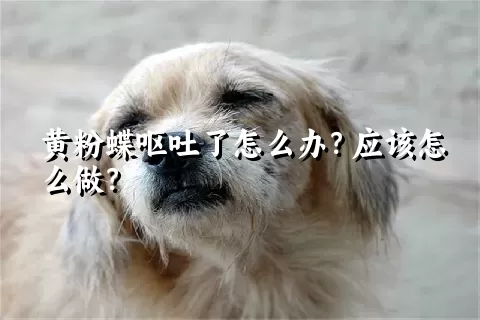 黄粉蝶呕吐了怎么办？应该怎么做？