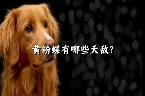 黄粉蝶有哪些天敌？