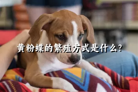 黄粉蝶的繁殖方式是什么？