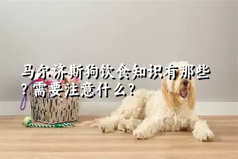 马尔济斯狗饮食知识有那些？需要注意什么？