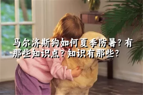 马尔济斯狗如何夏季防暑？有那些知识点？知识有那些？