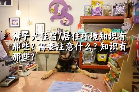 狮子犬住宿/居住环境知识有那些？需要注意什么？知识有那些？