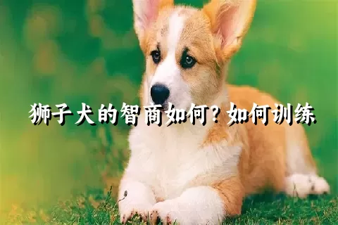 狮子犬的智商如何？如何训练