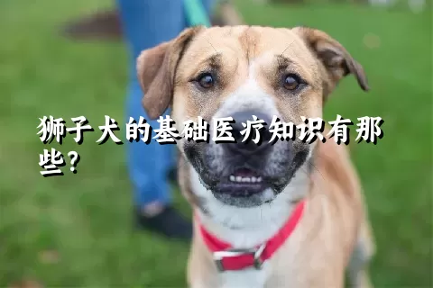 狮子犬的基础医疗知识有那些？