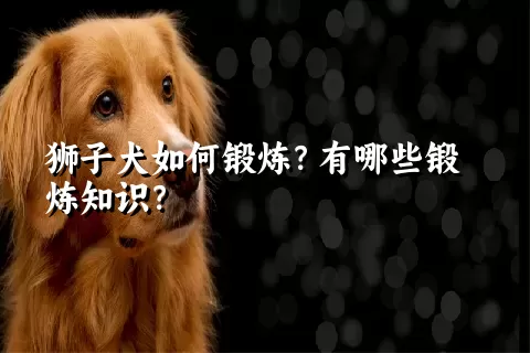 狮子犬如何锻炼？有哪些锻炼知识？