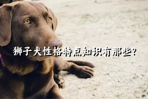 狮子犬性格特点知识有那些？