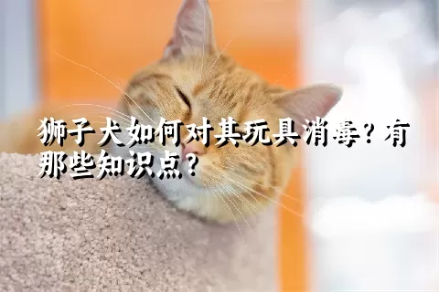 狮子犬如何对其玩具消毒？有那些知识点？