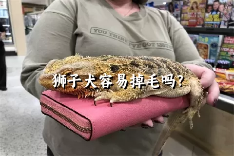 狮子犬容易掉毛吗？