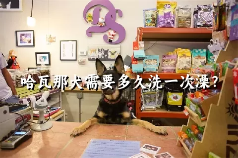 哈瓦那犬需要多久洗一次澡？