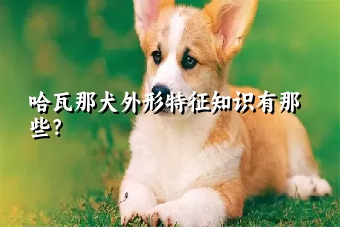 哈瓦那犬外形特征知识有那些？