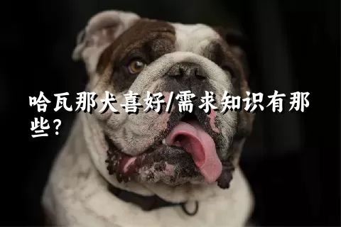 哈瓦那犬喜好/需求知识有那些？