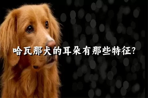 哈瓦那犬的耳朵有那些特征？