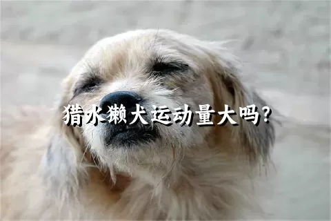 猎水獭犬运动量大吗？