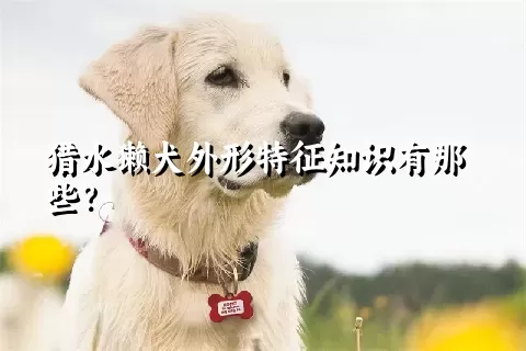 猎水獭犬外形特征知识有那些？