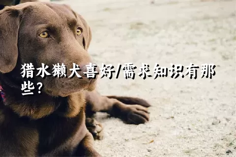 猎水獭犬喜好/需求知识有那些？