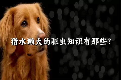 猎水獭犬的驱虫知识有那些？