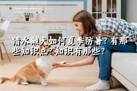 猎水獭犬如何夏季防暑？有那些知识点？知识有那些？