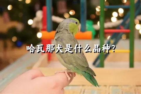 哈瓦那犬是什么品种？