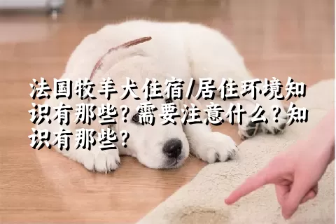 法国牧羊犬住宿/居住环境知识有那些？需要注意什么？知识有那些？