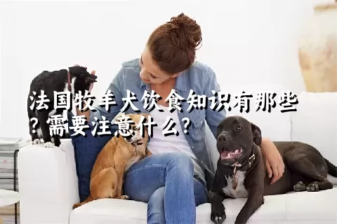 法国牧羊犬饮食知识有那些？需要注意什么？