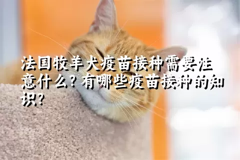 法国牧羊犬疫苗接种需要注意什么？有哪些疫苗接种的知识？