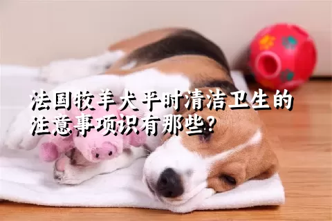 法国牧羊犬平时清洁卫生的注意事项识有那些？ 