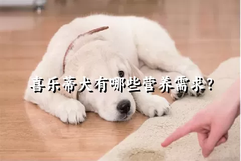 喜乐蒂犬有哪些营养需求？