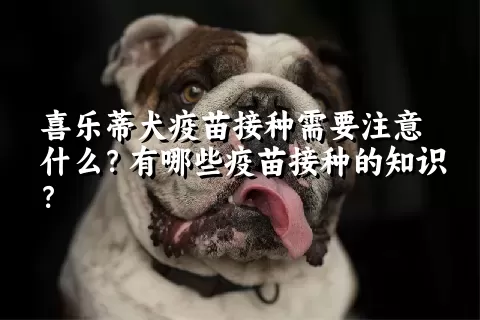 喜乐蒂犬疫苗接种需要注意什么？有哪些疫苗接种的知识？